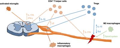 Role of Peripheral Immune Cells for Development and Recovery of Chronic Pain